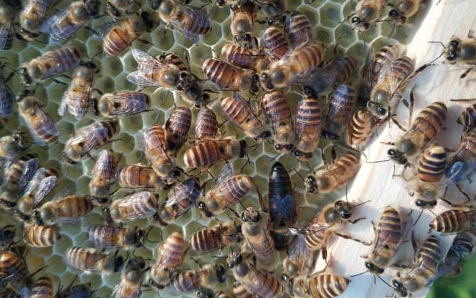 怎么能看出是有盜蜂? 盜蜂