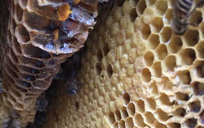 夏季養蜂如何防暑降溫? 夏季養蜂