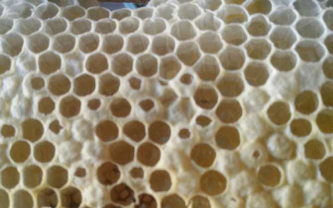 夏季怎么讓蜜蜂不斷子? 蜜蜂不斷子