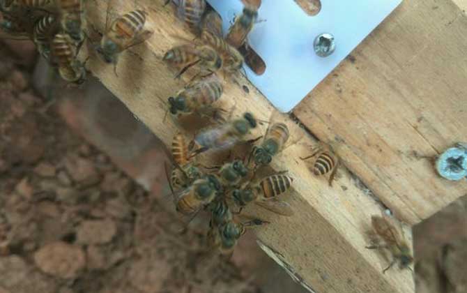 蜜蜂夏季怎么快速繁殖? 蜜蜂夏季快速繁殖