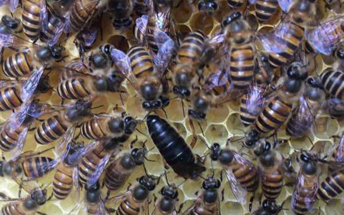 蜜蜂圍王怎么解決? 蜜蜂圍王