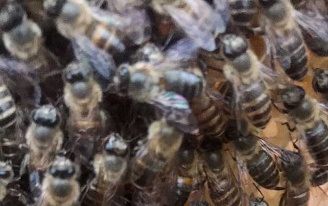 蜜蜂為什么會圍王? 蜜蜂圍王