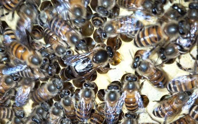 蜜蜂什么時候開始春繁? 蜜蜂春繁