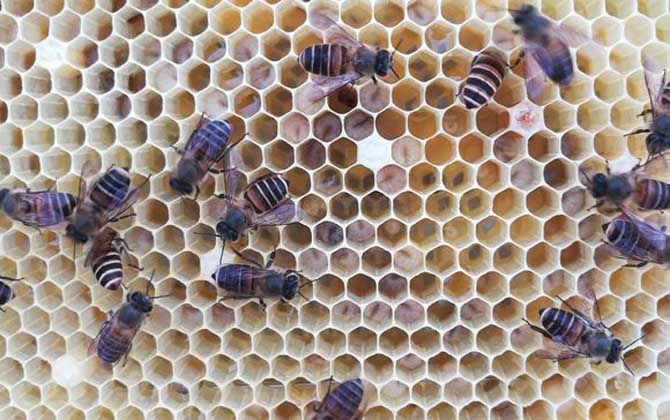 冬季飼喂蜜蜂有什么技巧? 冬季飼喂蜜蜂