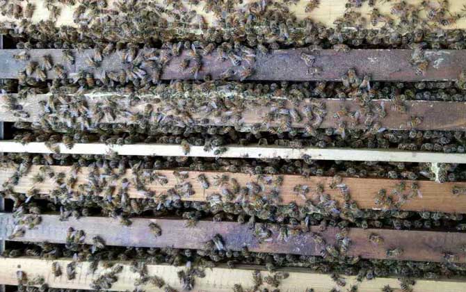 冬季飼喂蜜蜂有什么技巧? 冬季飼喂蜜蜂