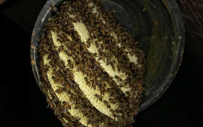 蜜蜂冬天是怎么過冬的? 蜜蜂過冬