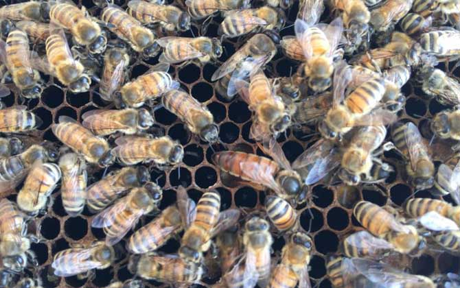 蜜蜂冬天是怎么過冬的? 蜜蜂過冬