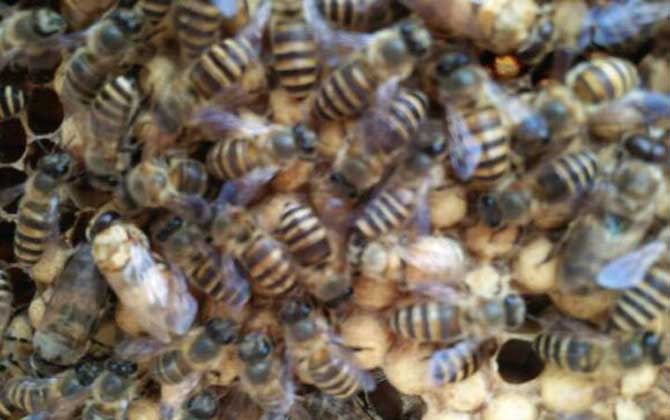 蜜蜂怎么獎(jiǎng)勵(lì)飼喂? 獎(jiǎng)勵(lì)飼喂