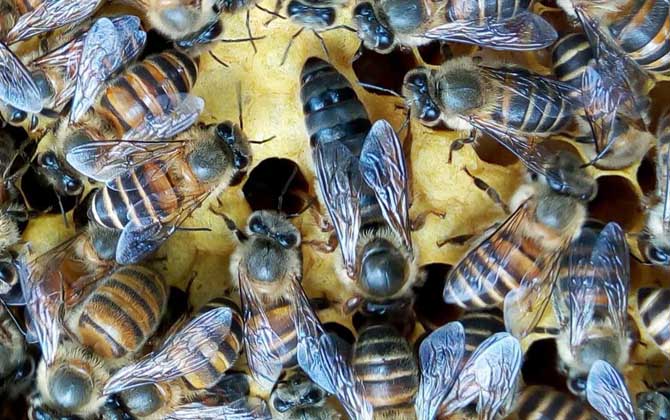 新手怎么給蜂群介入蜂王? 介王