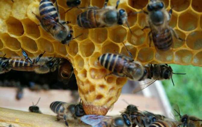 新手怎么給蜂群介入蜂王? 介王