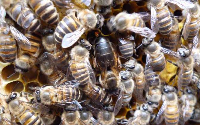 新手怎么給蜂群介入蜂王? 介王