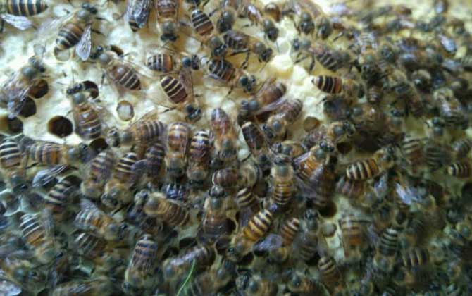 新手養意蜂好還是中蜂好? 中蜂