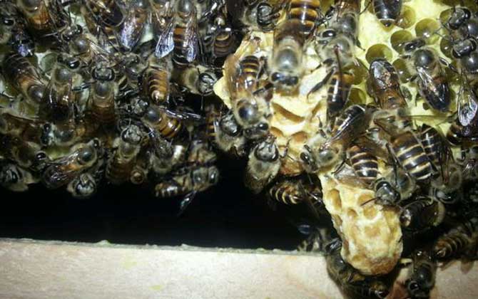 新手養(yǎng)蜂怎樣獲得蜂王? 育王