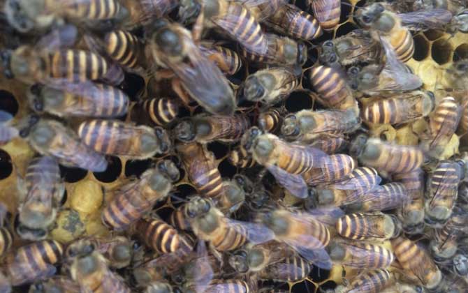 新手怎樣養蜂繁殖快? 新手養蜂