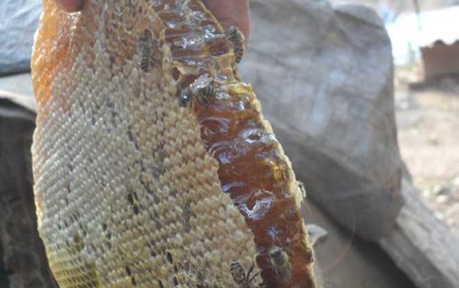 純天然蜂蜜多少錢一斤? 純天然蜂蜜