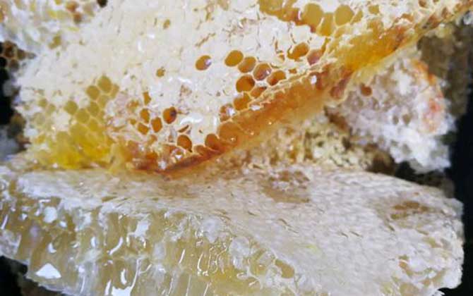 蜂巢的功效與作用及食用方法 蜂巢