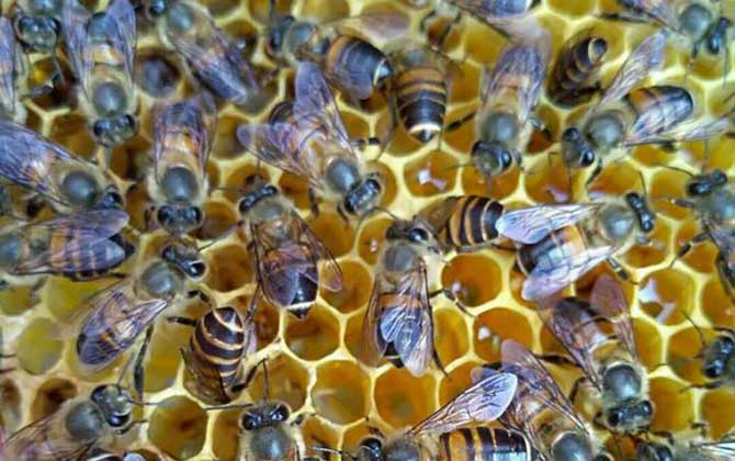 蜂巢為什么是六邊形的? 蜂巢