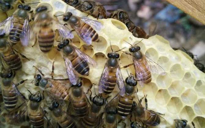 蜂巢為什么是六邊形的? 蜂巢