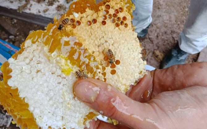 蜂巢真的能治鼻炎嗎? 蜂巢