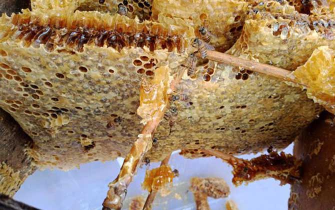 蜜蜂窩泡酒的功效及簡單做法 蜜蜂窩