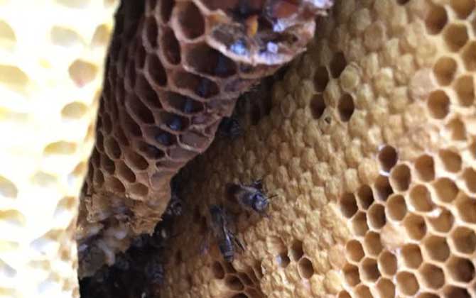 蜜蜂窩泡酒的功效及簡單做法 蜜蜂窩