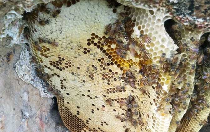 蜂巢和巢蜜的區別 蜂巢