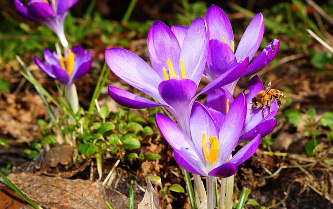 蜂毒真的能治頸椎病嗎? 蜜蜂