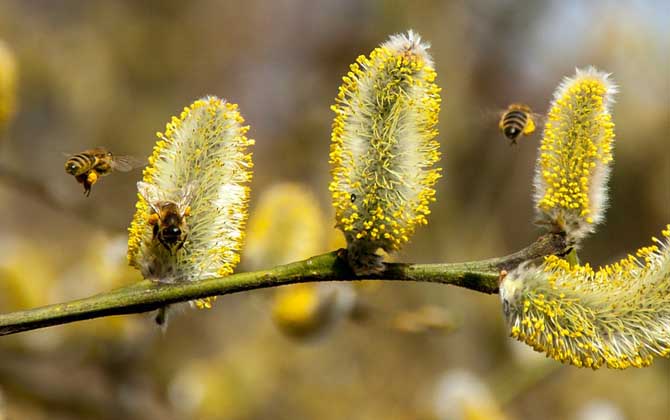 蜂毒療法真的是騙局嗎? 蜜蜂
