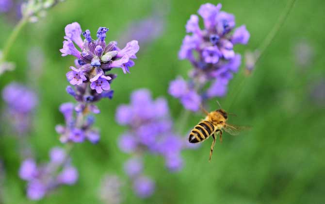 蜂毒有什么功效及用途? 蜜蜂