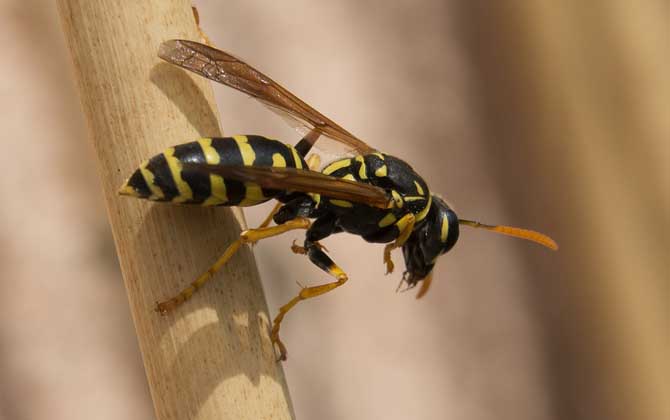 蜜蜂毒和馬蜂毒的區別 馬蜂