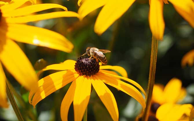 蜜蜂毒和馬蜂毒的區別 蜜蜂
