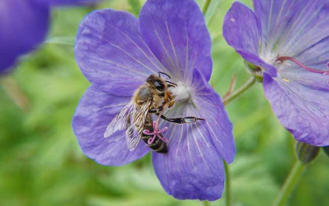 蜂針療法對人體的危害 蜜蜂
