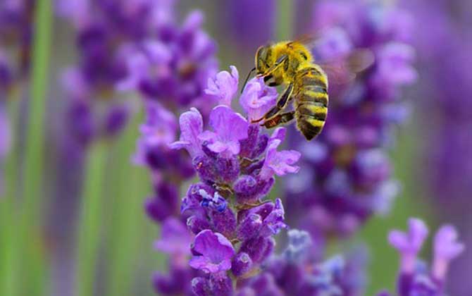 蜂毒能讓陰莖增大嗎? 蜜蜂