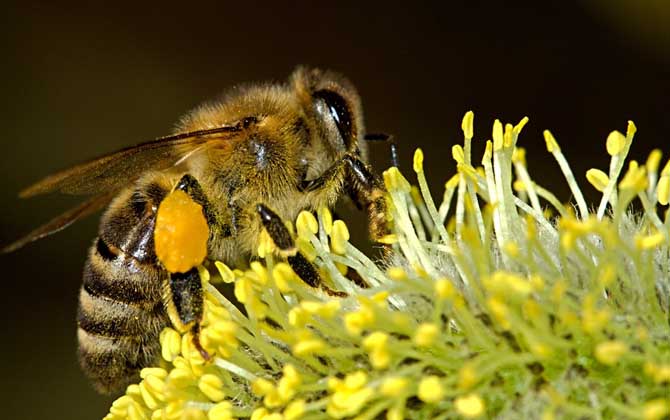 蜂毒能讓陰莖增大嗎? 蜜蜂