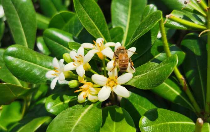 蜂毒對腎的副作用有哪些? 蜂毒