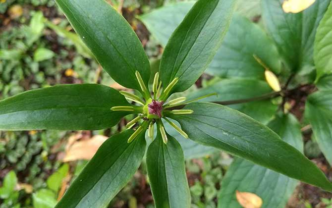 解蜂毒的中草藥有哪些? 七葉一枝花