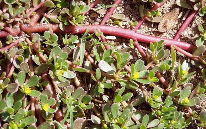 解蜂毒的中草藥有哪些? 馬齒莧