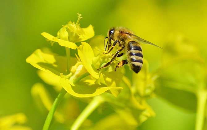 蜂療對(duì)什么病最有效? 蜜蜂