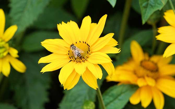 蜂毒價格表及采集技術 蜂毒