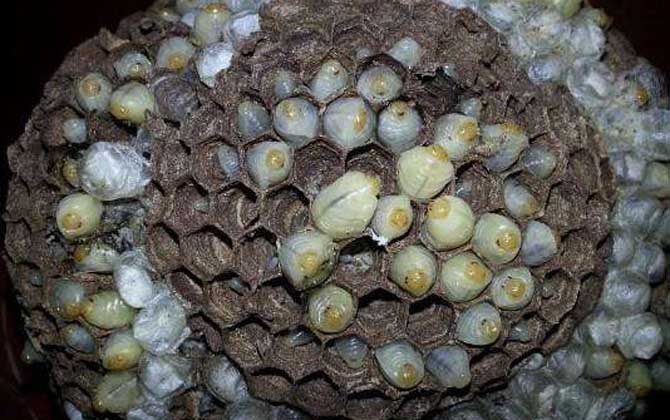 最新蜂蛹價格多少錢一斤? 蜂蛹