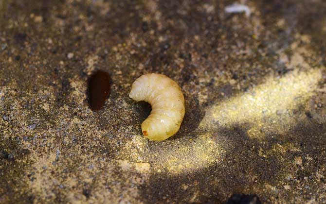 最新蜂蛹價格多少錢一斤? 蜂蛹