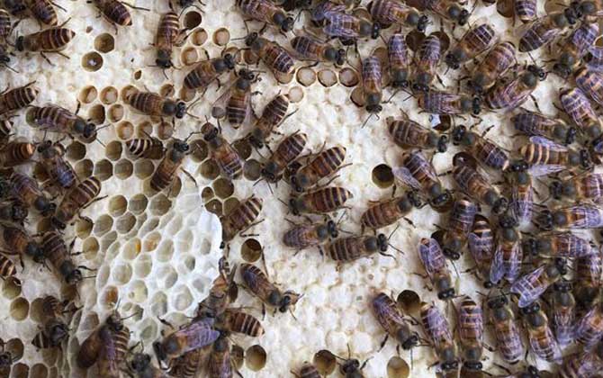 養蜂怎樣人工育王最簡單? 人工育王