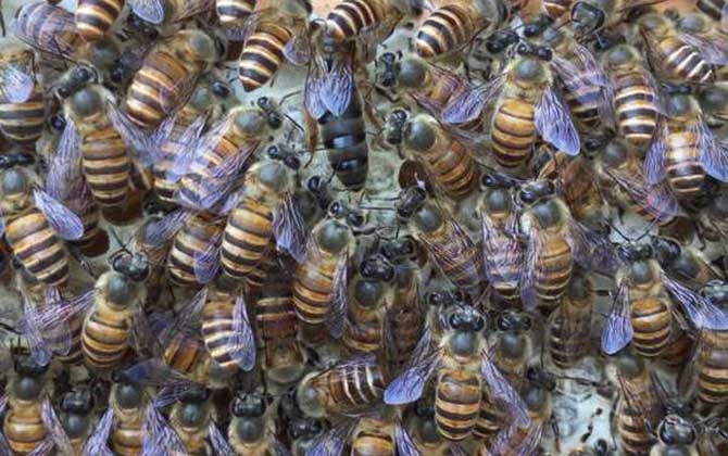 養蜂怎樣人工育王最簡單? 人工育王