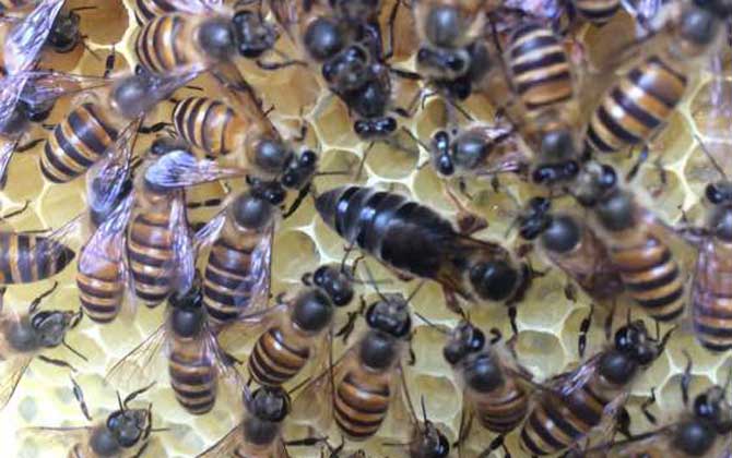 養蜂怎樣人工育王最簡單? 人工育王