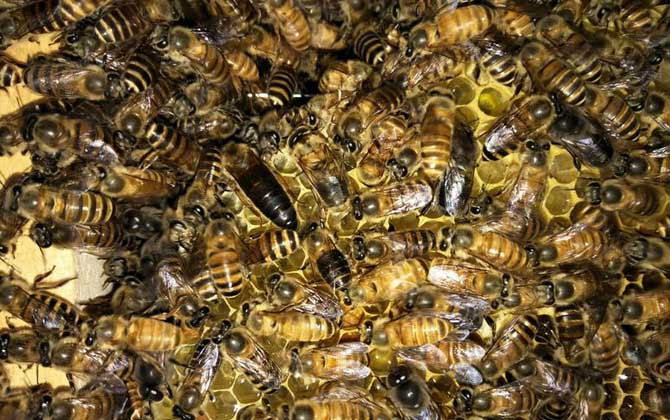 養蜂怎樣人工育王最簡單? 人工育王