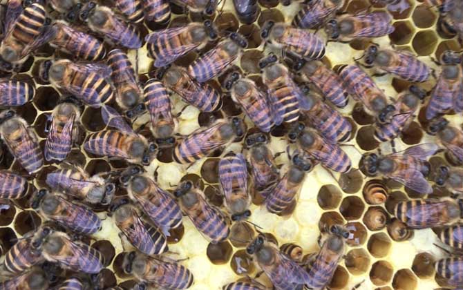 急造王臺要具備哪些條件? 急造王臺