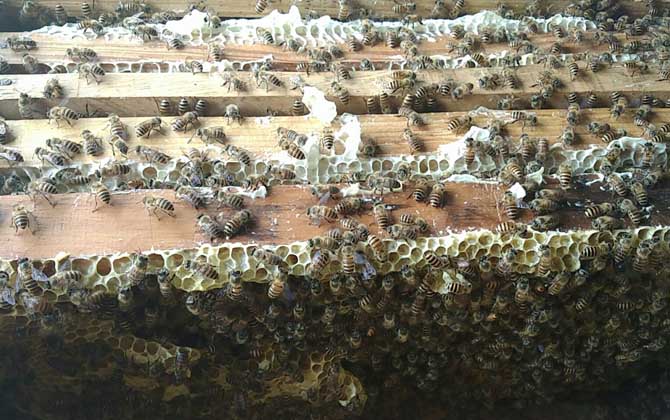 最新蜂王價(jià)格多少錢一只? 蜂王