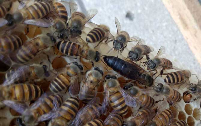 最新蜂王價(jià)格多少錢一只? 蜂王