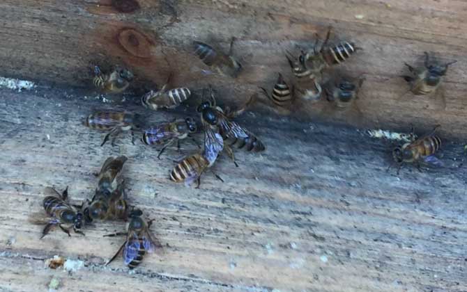 最新蜂王價(jià)格多少錢一只? 蜂王