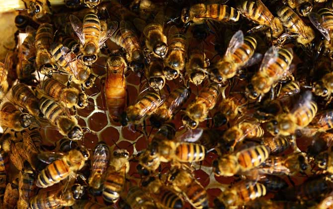 冬天蜂王產卵怎么處理? 蜂王產卵